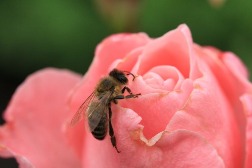 Biene auf Rosenblüte