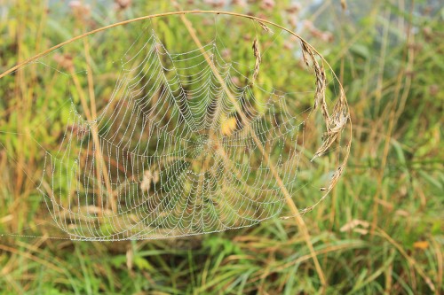 Spinnennetz1